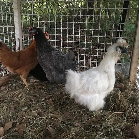 아파트 Cirnea Santa-Maria-Poggio (Corsica)