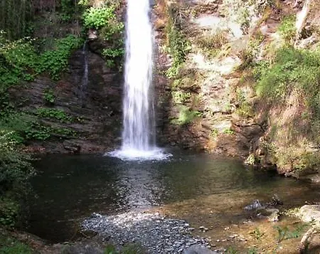 Cirnea *